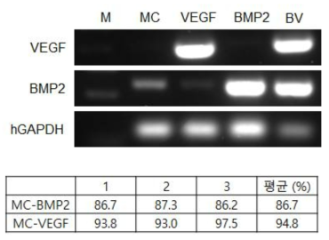 MiniCircle vector 이입 지방 줄기세포에서 VEGF와 BMP2 유전자의 과발현 확인 (RT-PCR;위 과 FACs; 아래)