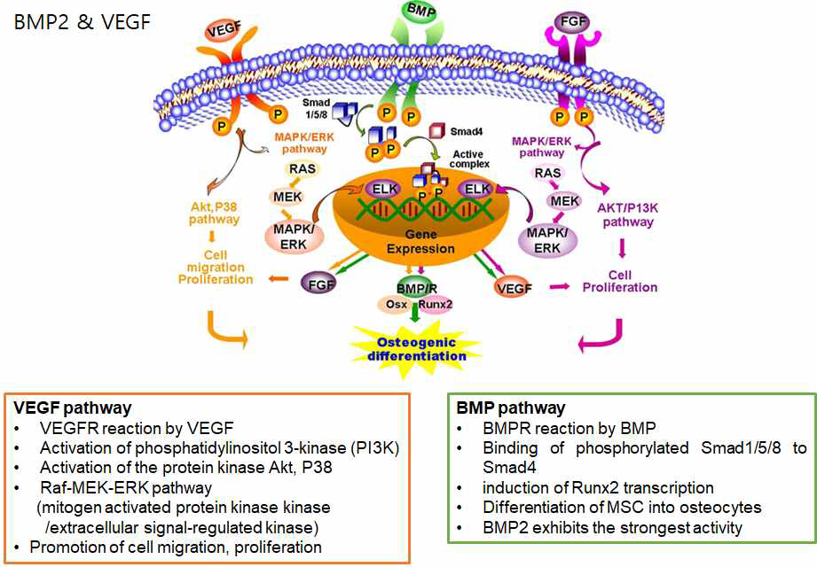 골분화와 관련된 BMP2와 VEGF 메커니즘 모식도
