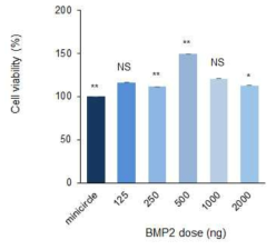 BMP2 유전자의 지방 줄기세포 이입시 농도별 생존능 확인 (MiniCircle)