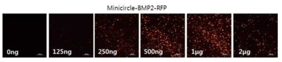 BMP2+RFP 유전자 지방줄기세포 이입 후 농도별 발현 확인