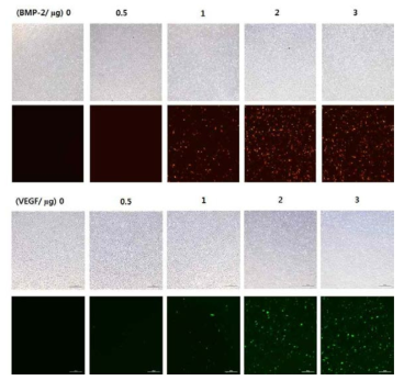 BMP2 (RFP/red) 및 VEGF (GFP/green) 유전자 이입 후 농도별 발현 확인