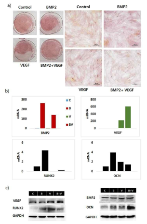 BMP2와 VEGF가 이입된 지방 줄기세포의 골분화 진행 후 골분화 효율 확인 (A) 및 분화 관련 유전자 확인 (B)