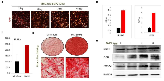BMP2 유전자 이입 지방줄기세포의 단백질 발현 및 분화효율 확인