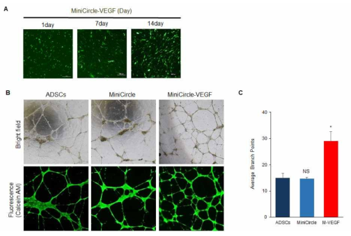 VEGF 유전자 이입 지방줄기세포의 형광 단백질 발현 및 신생혈관 형성 효율 확인