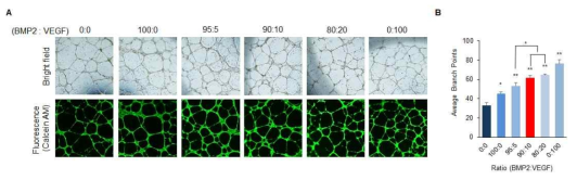 BMP2와 VEGF 유전자의 지방줄기세포의 이입 후 세포 수 비율별 신생혈관 형성 효율 확인