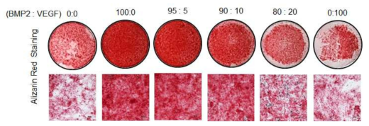 BMP2와 VEGF 유전자의 지방줄기세포의 이입 후 세포 수 비율별 골분화 효율 확인