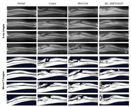 분절 결손 모델(segmental defect model)에서 BMP2와 VEGF 이입된 지방줄기세포에 따른 골형성 유도 및 골재생 효과를 확인하기 위한 X-ray와 MicroCT 영상