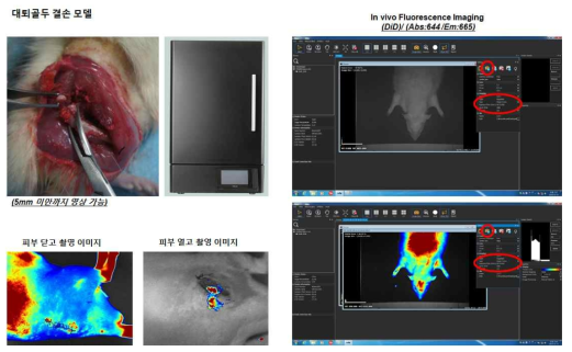 형광 표지된 지방 줄기세포의 체내분포/ 잔존 확인을 평가하기 위한 영상 방법 확립