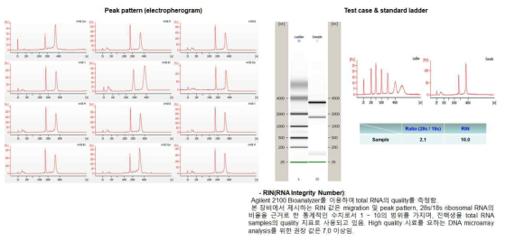 RNA sequencing 유전자 분석을 위한 RIN값 확인