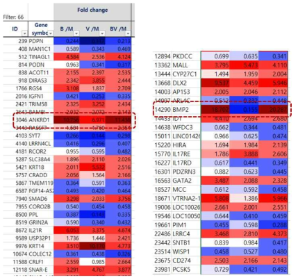 유전자 분석에 따른 BMP2, VEGF와 연관 있는 유전자의 선별