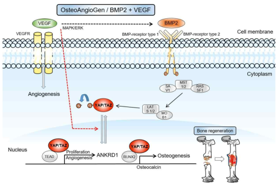 BMP2 및 VEGF 유전자 이입된 지방줄기세포의 신호 체계 모식도