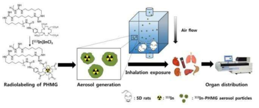 PHMG의 체내 추적 연구과정