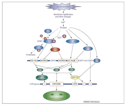 Diagram of low-temperature inducible ICE-CBF-COR pathway