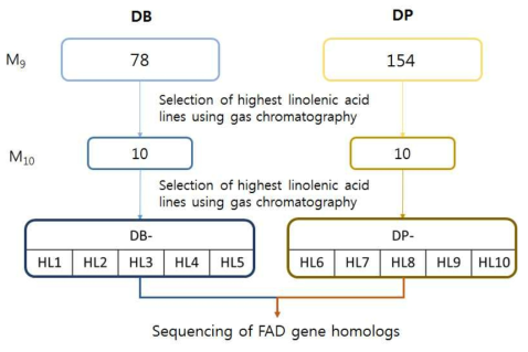 Procedure of selection for high linolenic acid content in soybean mutants (DB: Danbaek, DP: Deapung)