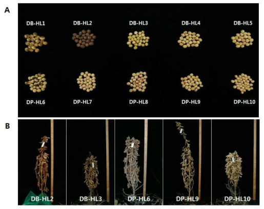 Morphological and agronomic characterization of selected high linolenic acid soybean mutants. A. seed morphological characteristic in 10 selected mutants, B. differential growth characteristic in selected mutants