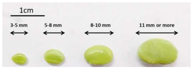 Sizes of soybean seeds at developmental stages 1-4, used for analysis of FAD gene expression by qRT-PCR