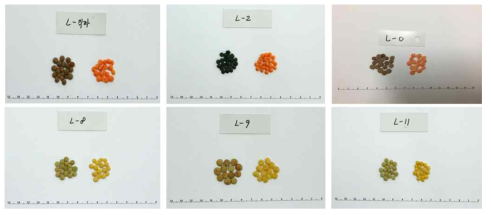 Various seeds and size from selected lentil bean