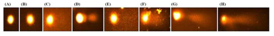 Comet assay images of nuclei of lentil after gamma- irradiation. A to H: four week after gamma-irradiation at doses of 0, 50, 70, 100, 200, 300, and 500 Gy, respectively