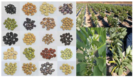 Various seeds, flowers and pods of Faba bean