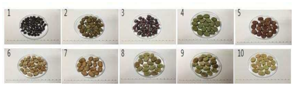 Selection of 10 faba bean lines according to fall sowing. 1-10: accession numbers listed in Table 14