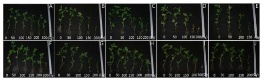 Whole plants of 4-week-old faba bean after gamma-irradiation at different doses. A: PI271634, B: PI469181, C: PI469201, D: PI510592, E: PI533727, F: PI533733, G: PI567891, H: PI577722-1, I: PI577722-2, J: PI577743