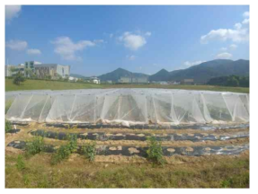 Set up the outcross prevent net at faba bean field