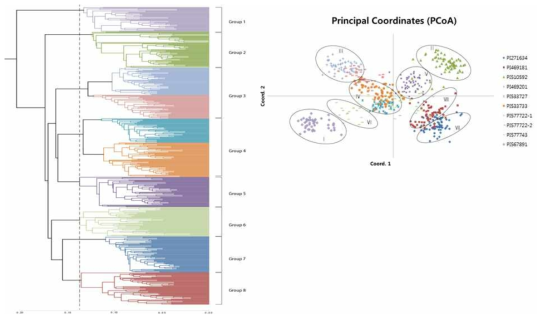 A phylogenetic tree and a two dimensional principal component analysis of 555 gamma-ray irradiated faba beans using TRAP markers