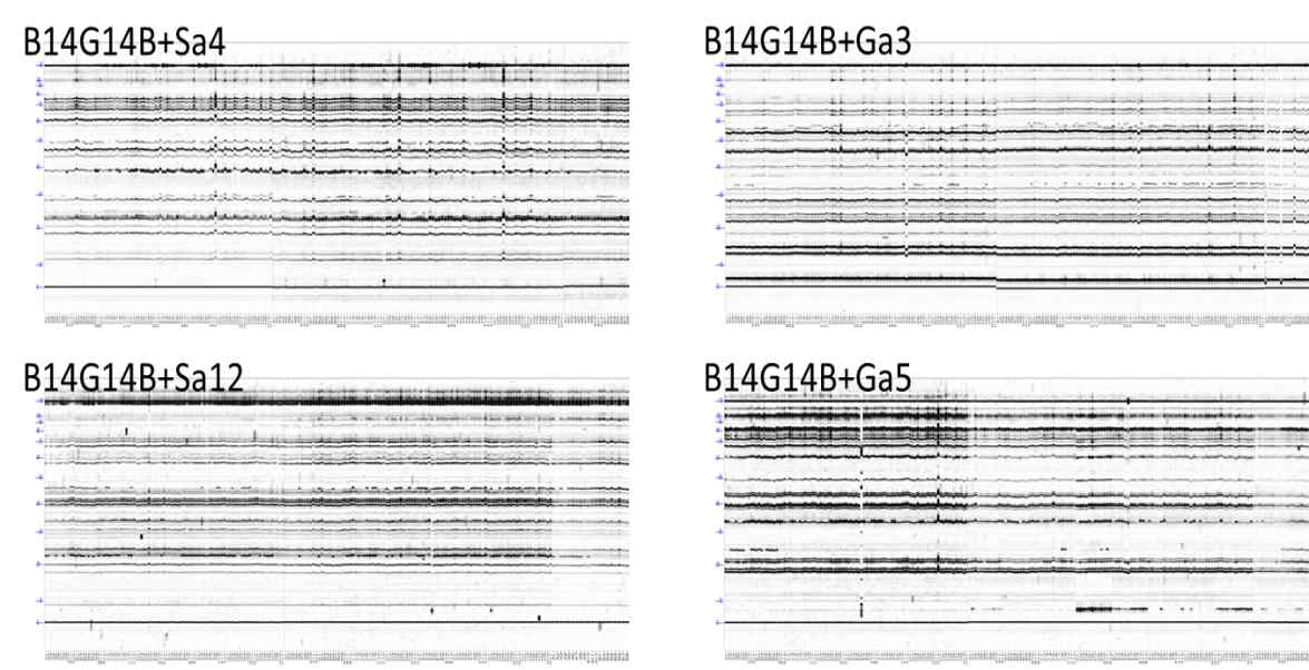 TRAP marker amplification patterns of 210 soybean mutants