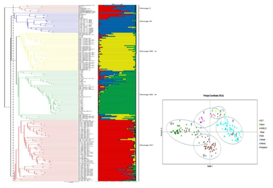 A Phylogenetic tree, population structure and PCA of 210 soybean mutants using TRAP marker