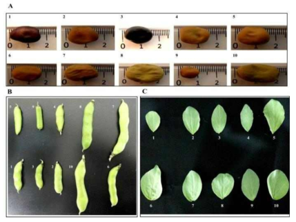 Morphological profiles of different parts of the faba bean genotypes. (A) seed, (B) immaure pod, (C) leaf, 1-10: accession numbers listed in Table 24