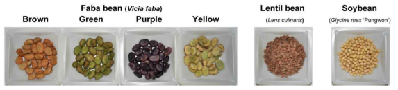 Morphology of faba bean, lentil bean, and soybean seeds