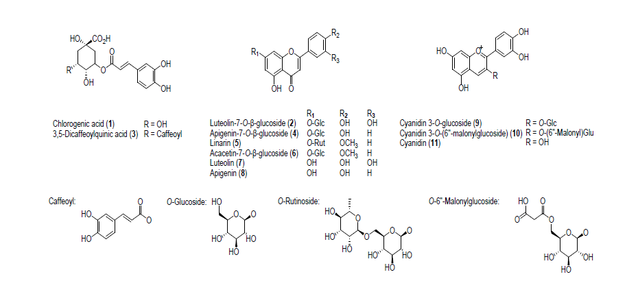 Structures of 11 standard compounds identified in two different color chrysanthemum flowers