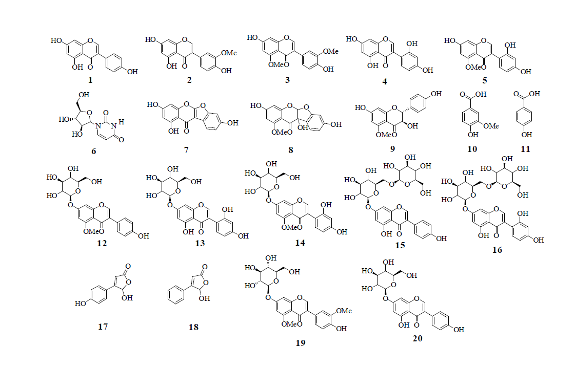 방사선육종 아피오스에서 분리된 대사체의 구조(1: genistein, 2: 3′-methoxy-4′,5,7–trihydroxyisoflavone, 3: gerontoiso flavone A, 4: 2′-hydroxygenistein, 5: barpisoflavone A, 6: luridine, 7: lupinalbin A, 8: 5-methoxy-2,5,7,4′-tetra hydroxy-coumaronochromone, 9: aromadendrin 5-methyl ether, 10: vanillic acid, 11: benzoic acid, 12: isoprunetin-7-O-glucoside, 13:2′-hydroxygenistein-7-O-glucoside, 14: 2′-hydroxy-5-methyl genistein-7-O-glucoside, 15: genistein-7-O-gentibioside, 16: 2′- hydroxygenistein-7-O-gentibioside, 17: hydroxybutenolide, 18: 5-hydroxy-4-phenyl-2(5H)-furanone, 19: 3′,5-dimethoxygenistein -7-O-glucoside, 20: genistin)