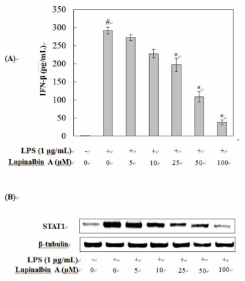 Lupinalbin A가 LPS로 자극된 RAW264.7 세포에서 IFN-β의 생성(A)과 STAT1 발현(B)에 미치는 영향