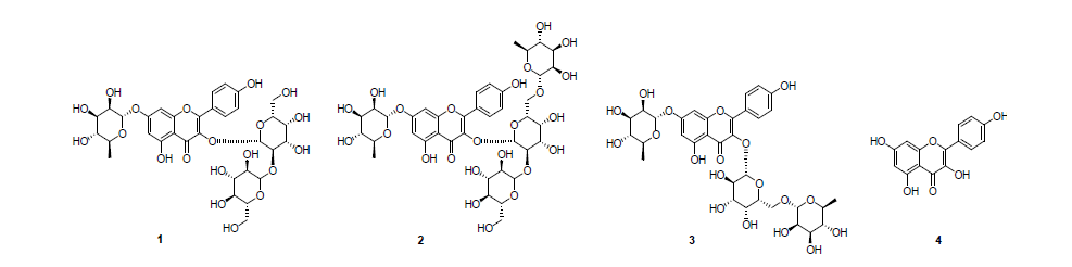 렌틸로 부터 분리된 화합물 1-3 과 Kaempferol (4)