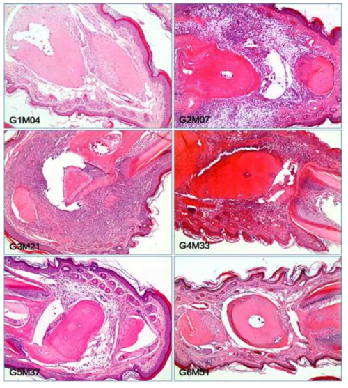 Histopathological features of the digits with different grades of arthritis