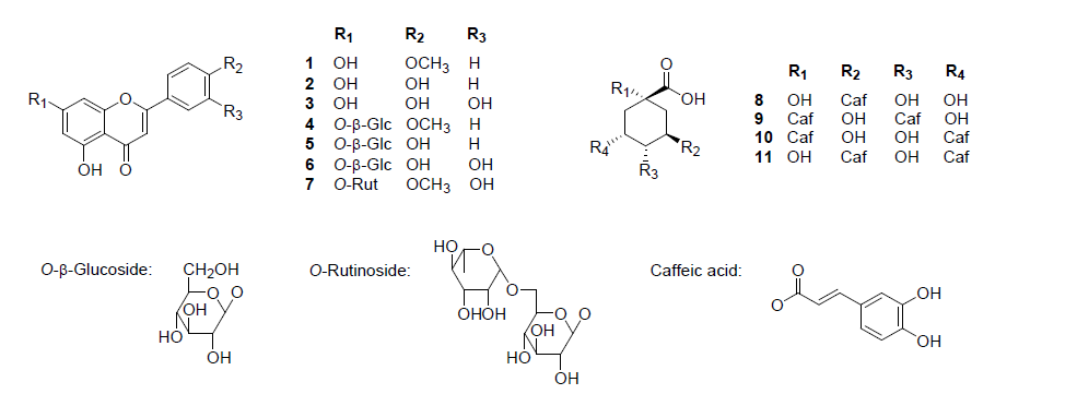 Structures of compounds 1-7 isolated from C. morifolium cv. Arti-Dark Chocolate and standard compounds 8-11