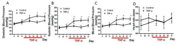 TNF-α가 유도한 임신 생쥐의 혈압 변화