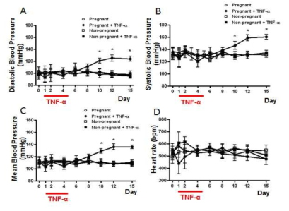 임신초기 TNF-α 주사에 의한 혈압 변화