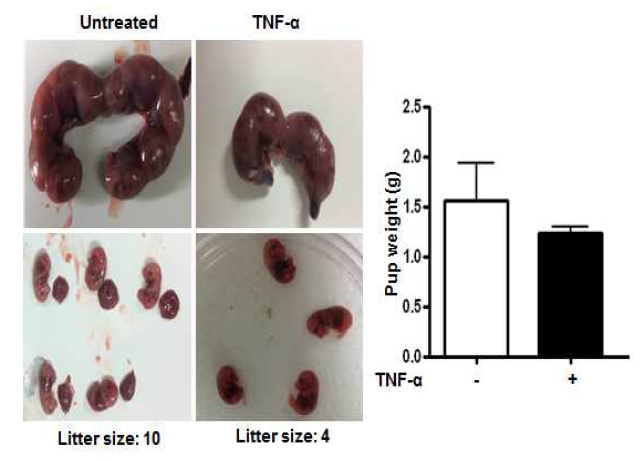 TNF-α가 유도한 출산 새끼수와 몸무게 차이