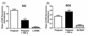 임신 생쥐의 대동맥에서 TNF-α에 의한 NO/ROS 생성