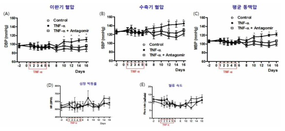 miRNA-214 antagomir의 혈압 조절 효과