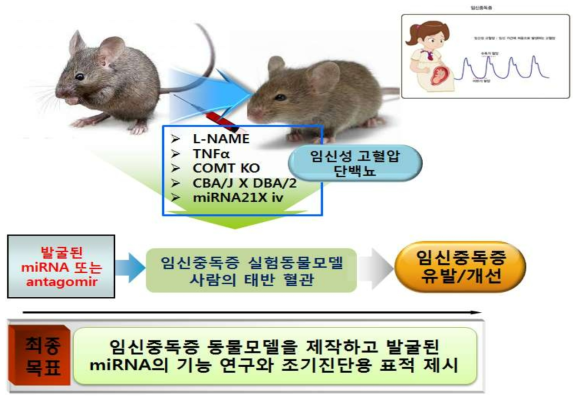 연구 개념도 - 임신중독증 동물모델 제작, miRNA의 기능 연구, 조기진단용 표적