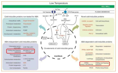 Virtual model of low-temperature inducible genes