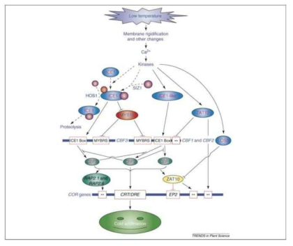 Diagram of low-temperature inducible ICE-CBF-COR pathway