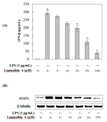 Lupinalbin A가 LPS로 자극된 RAW264.7 세포에서 IFN-β의 생성(A)과 STAT1 발현(B)에 미치는 영향