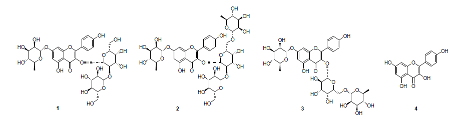 렌틸로 부터 분리된 화합물 1-3 과 Kaempferol (4)