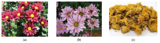 The flowers of (a) A radiation-induced mutant cultivar, C. morifolium cv. ARTI-Dark Chocolate; (b) the original cultivar, C. morifolium cv. Noble Wine; (c) the commercially available medicinal herb, C. morifolium