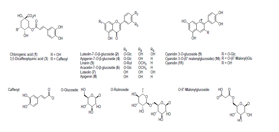 Structures of 11 standard compounds identified in two different color chrysanthemum flowers