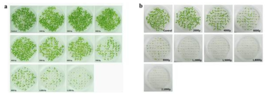 Comparison of effects of proton beams (a) and gamma-rays (b) irradiated at different doses on Arabidopsis seeds. Images were taken 2 weeks after sowing on MS medium